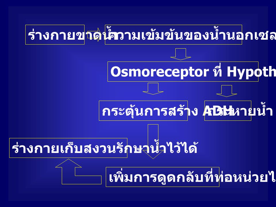 ร่างกายขาดน้ำ ความเข้มข้นของน้ำนอกเซลล์สูงขึ้น. Osmoreceptor ที่ Hypothalamus เหี่ยว. กระตุ้นการสร้าง ADH.