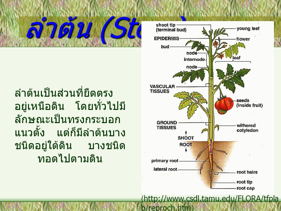 ลำต้น (Stem) ลำต้นเป็นส่วนที่ยืดตรงอยู่เหนือดิน โดยทั่วไปมีลักษณะเป็นทรงกระบอกแนวตั้ง แต่ก็มีลำต้นบางชนิดอยู่ใต้ดิน บางชนิดทอดไปตามดิน.