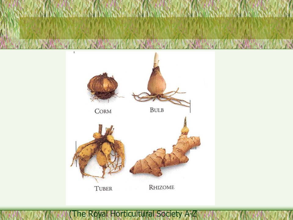 (The Royal Horticultural Society A-Z Encyclopedia of Garden Plants ; 1996)