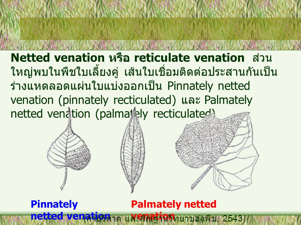 Netted venation หรือ reticulate venation ส่วนใหญ่พบในพืชใบเลี้ยงคู่ เส้นใบเชื่อมติดต่อประสานกันเป็นร่างแหตลอดแผ่นใบแบ่งออกเป็น Pinnately netted venation (pinnately recticulated) และ Palmately netted venation (palmately recticulated)