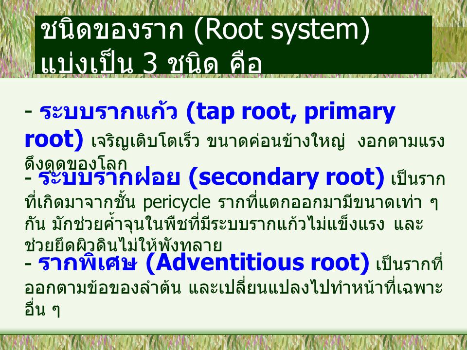 ชนิดของราก (Root system) แบ่งเป็น 3 ชนิด คือ