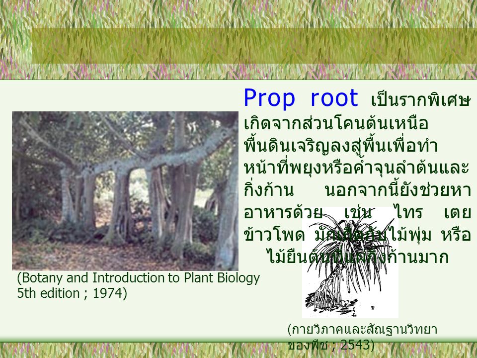 Prop root เป็นรากพิเศษเกิดจากส่วนโคนต้นเหนือพื้นดินเจริญลงสู่พื้นเพื่อทำหน้าที่พยุงหรือค้ำจุนลำต้นและกิ่งก้าน นอกจากนี้ยังช่วยหาอาหารด้วย เช่น ไทร เตย ข้าวโพด มักเกิดกับไม้พุ่ม หรือไม้ยืนต้นที่แผ่กิ่งก้านมาก