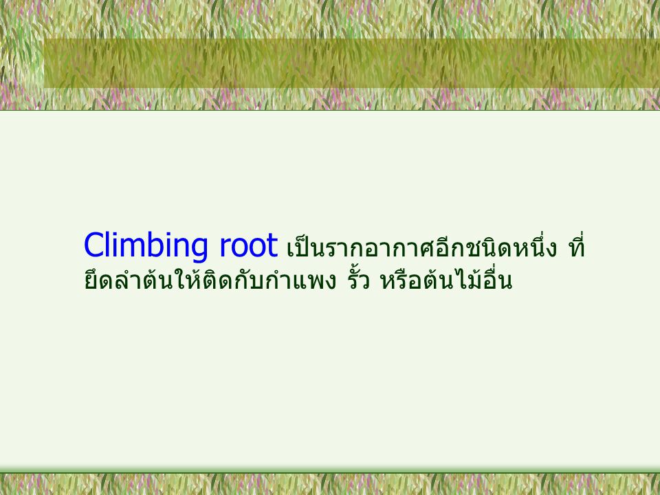 Climbing root เป็นรากอากาศอีกชนิดหนึ่ง ที่ยึดลำต้นให้ติดกับกำแพง รั้ว หรือต้นไม้อื่น