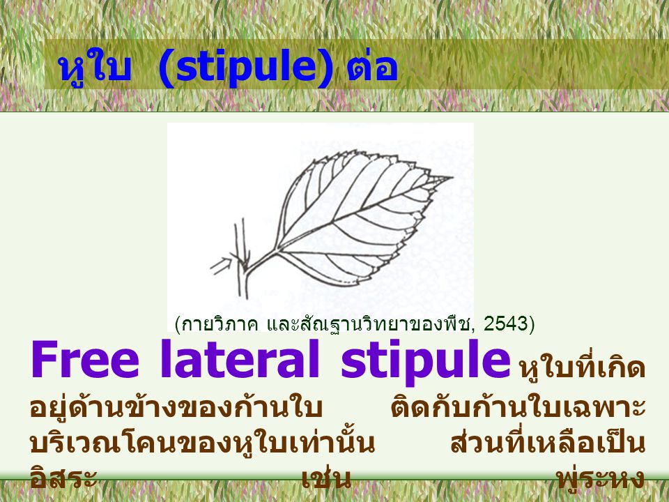 หูใบ (stipule) ต่อ (กายวิภาค และสัณฐานวิทยาของพืช, 2543)