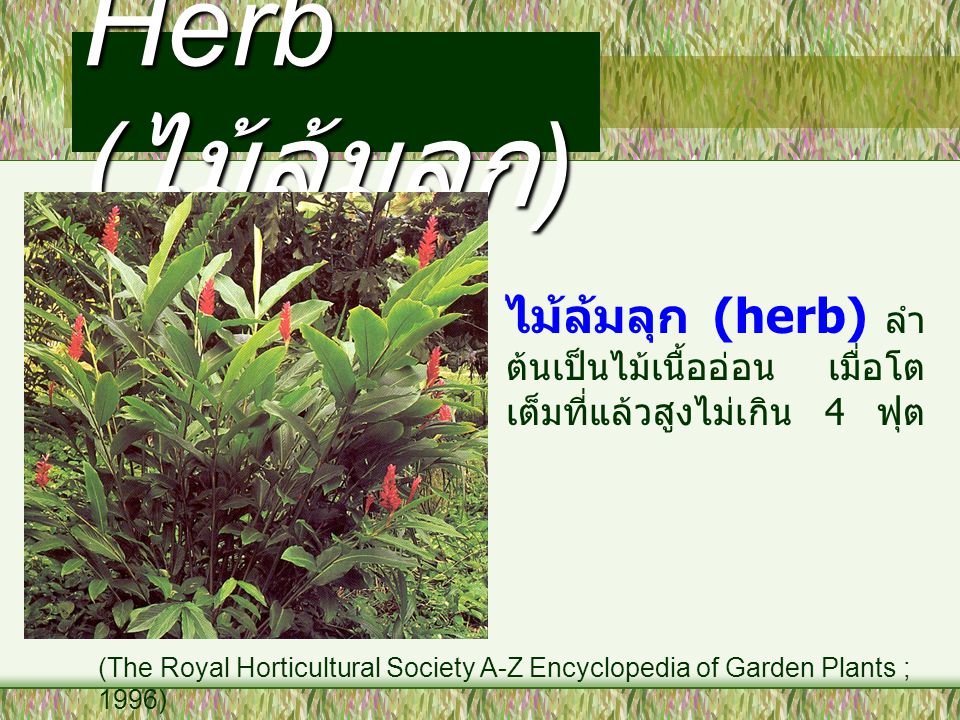 Herb (ไม้ล้มลุก) ไม้ล้มลุก (herb) ลำต้นเป็นไม้เนื้ออ่อน เมื่อโตเต็มที่แล้วสูงไม่เกิน 4 ฟุต.