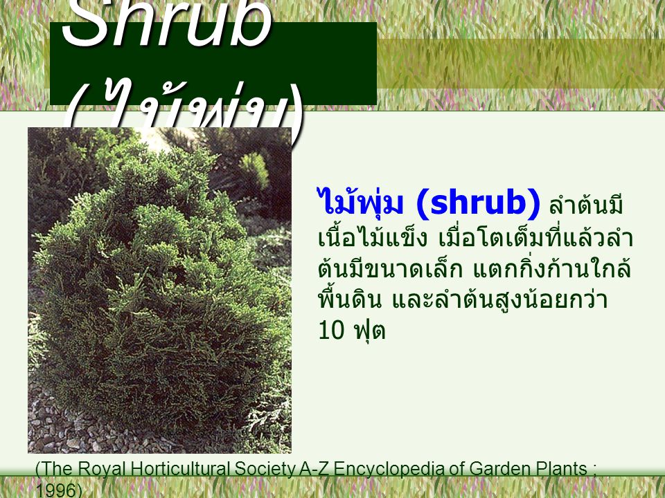 Shrub (ไม้พุ่ม) ไม้พุ่ม (shrub) ลำต้นมีเนื้อไม้แข็ง เมื่อโตเต็มที่แล้วลำต้นมีขนาดเล็ก แตกกิ่งก้านใกล้พื้นดิน และลำต้นสูงน้อยกว่า 10 ฟุต.