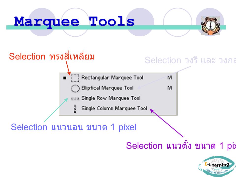 Marquee Tools Selection ทรงสี่เหลี่ยม Selection วงรี และ วงกลม