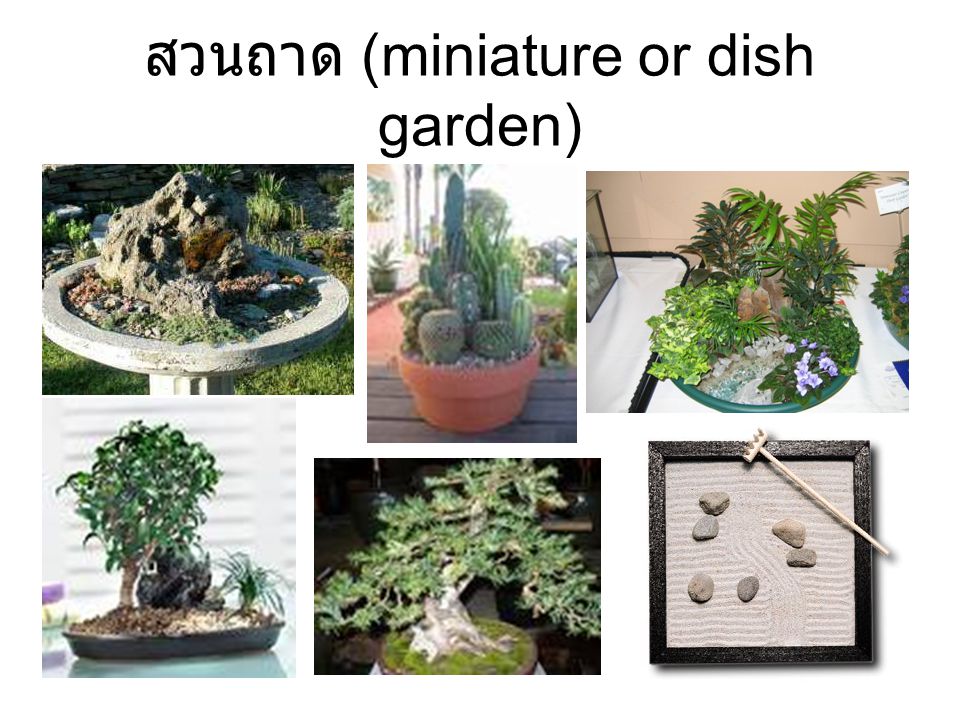 สวนถาด (miniature or dish garden)