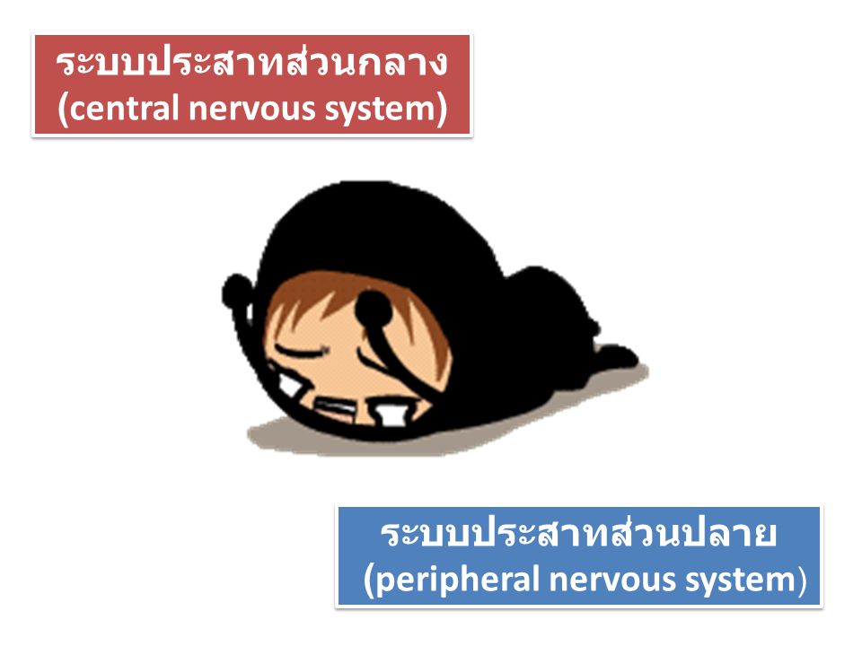 (central nervous system)