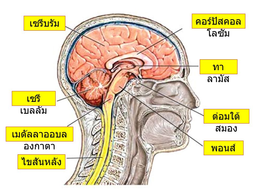 คอร์ปัสคอลโลซัม เซรีบรัม ทาลามัส เซรีเบลลัม ต่อมใต้สมอง เมดัลลาออบลองกาตา พอนส์ ไขสันหลัง