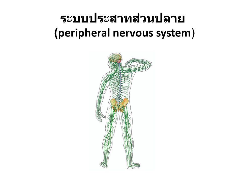 (peripheral nervous system)