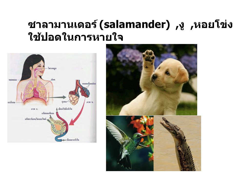 ซาลามานเดอร์ (salamander) ,งู ,หอยโข่ง , หนู ,สุนัข , นก ,คน