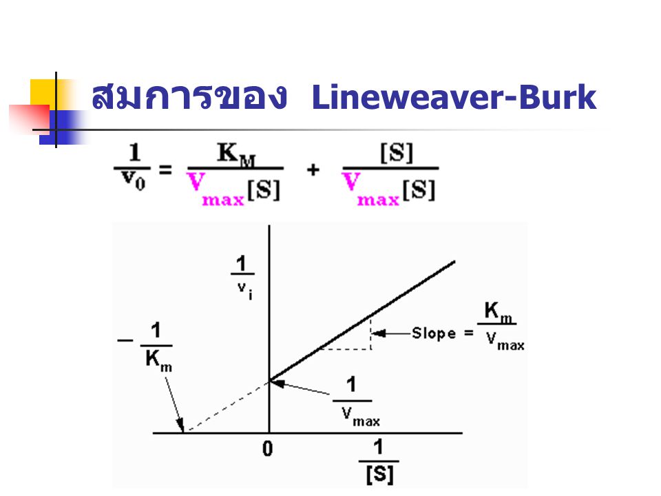 สมการของ Lineweaver-Burk