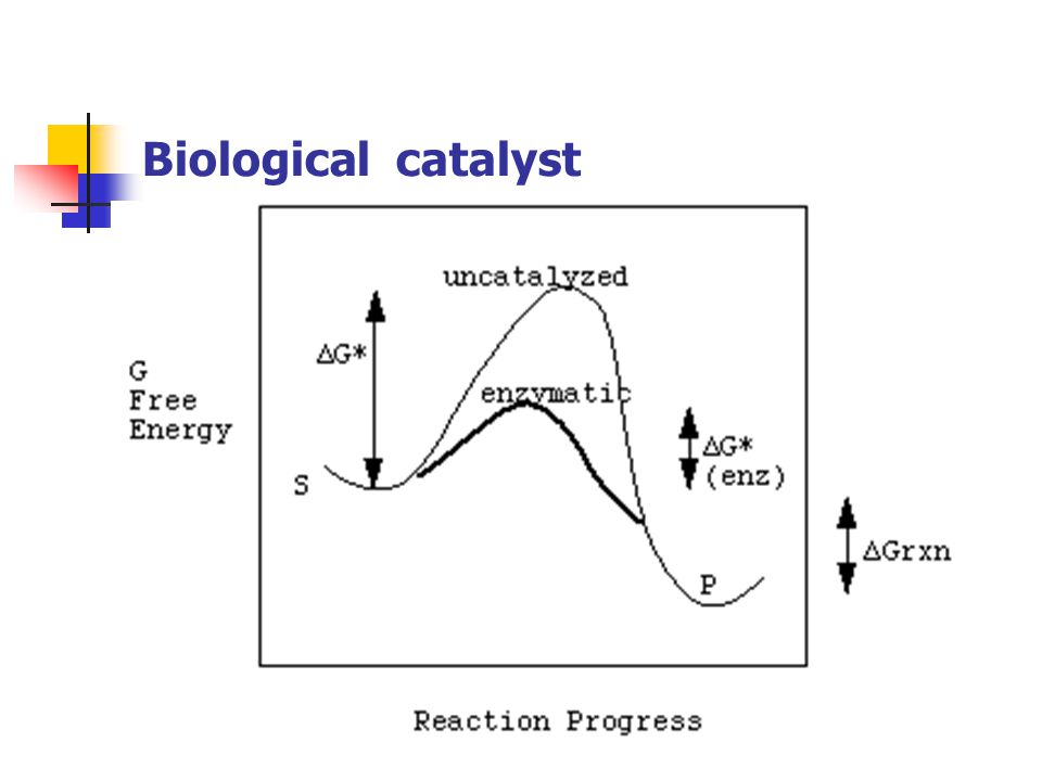 Biological catalyst