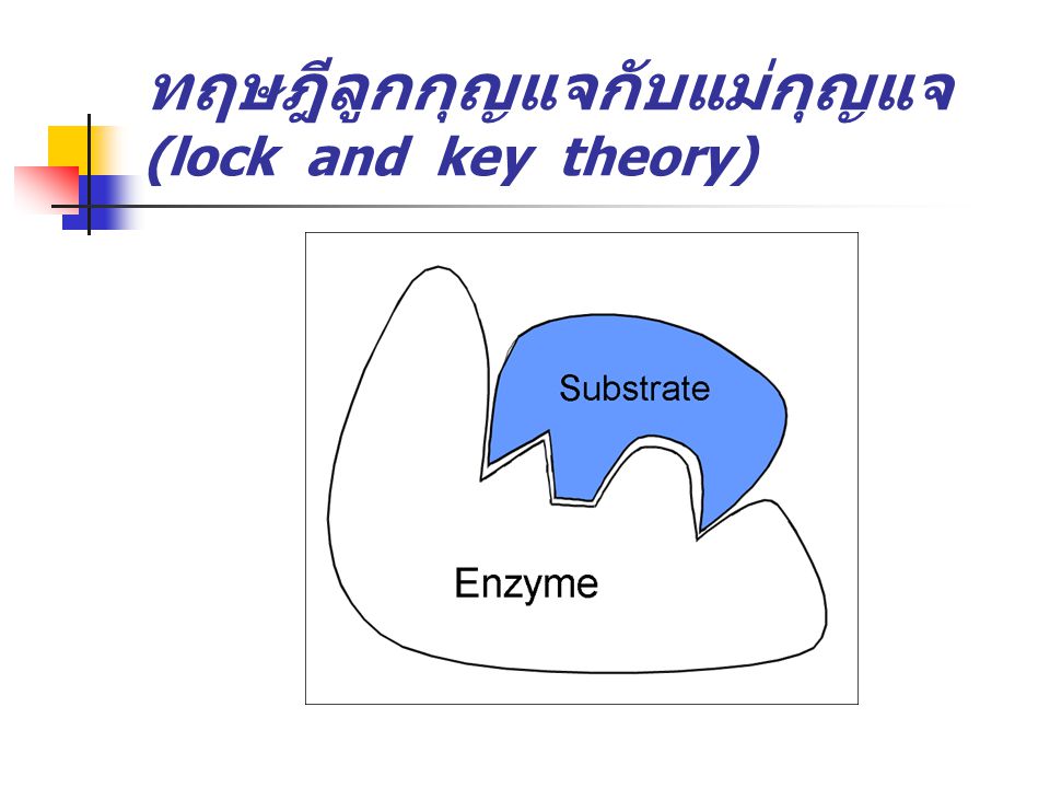 ทฤษฎีลูกกุญแจกับแม่กุญแจ (lock and key theory)