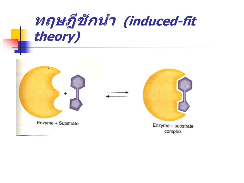 ทฤษฎีชักนำ (induced-fit theory)