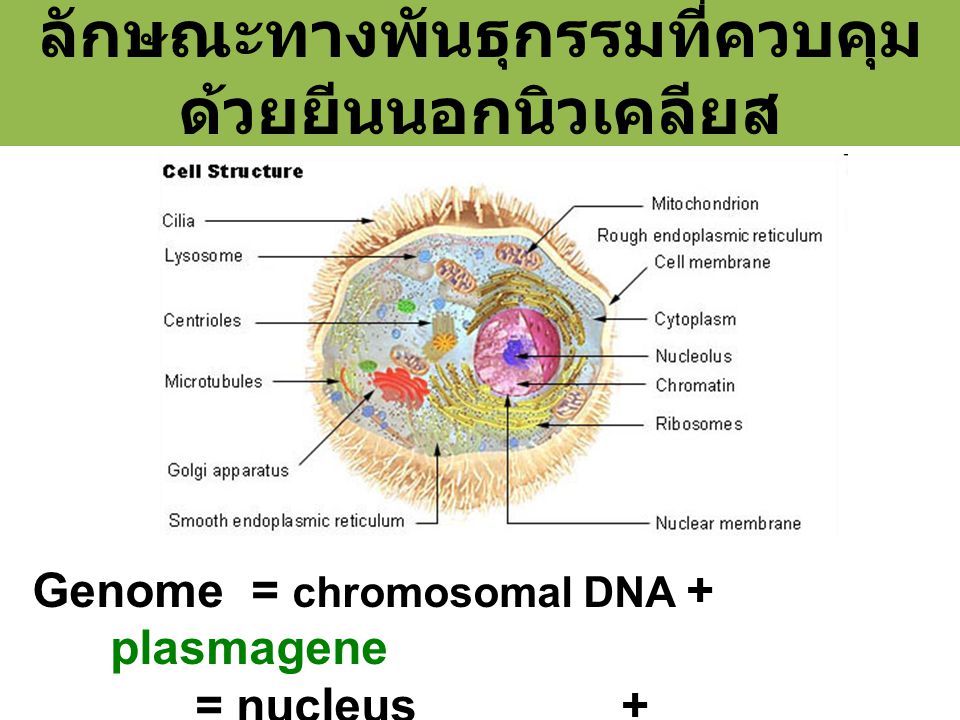 ลักษณะทางพันธุกรรมที่ควบคุมด้วยยีนนอกนิวเคลียส