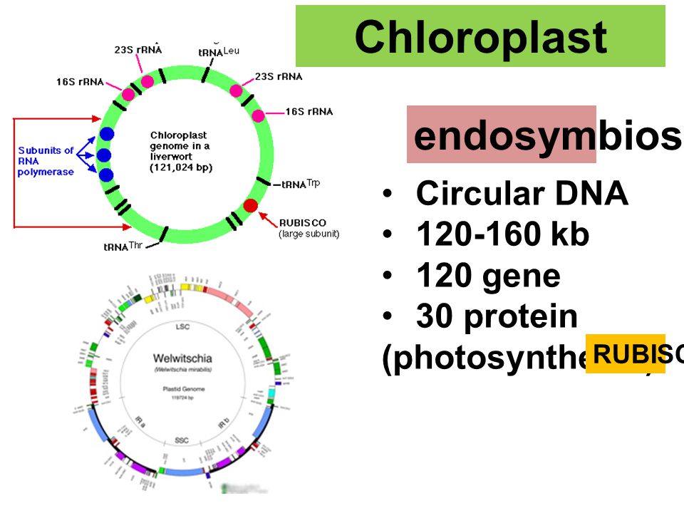 Chloroplast endosymbiosis Circular DNA kb 120 gene 30 protein