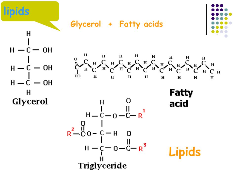lipids Glycerol + Fatty acids Fatty acid Lipids