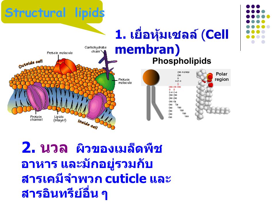 Structural lipids 1. เยื่อหุ้มเซลล์ (Cell membran) 2.
