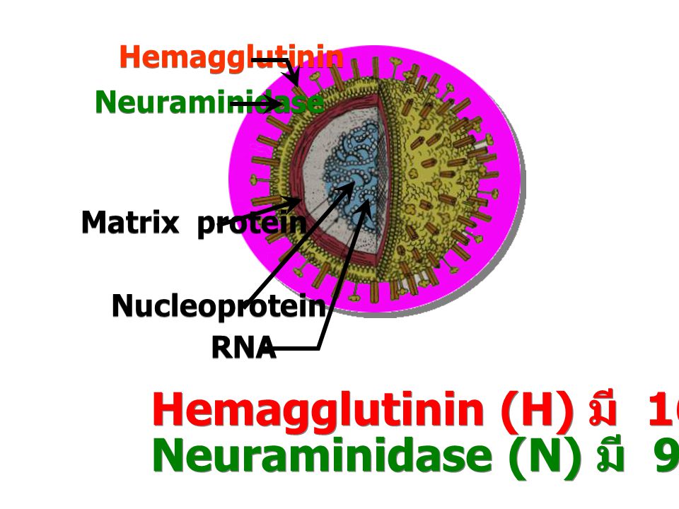 Hemagglutinin (H) มี 16 ชนิด Neuraminidase (N) มี 9 ชนิด
