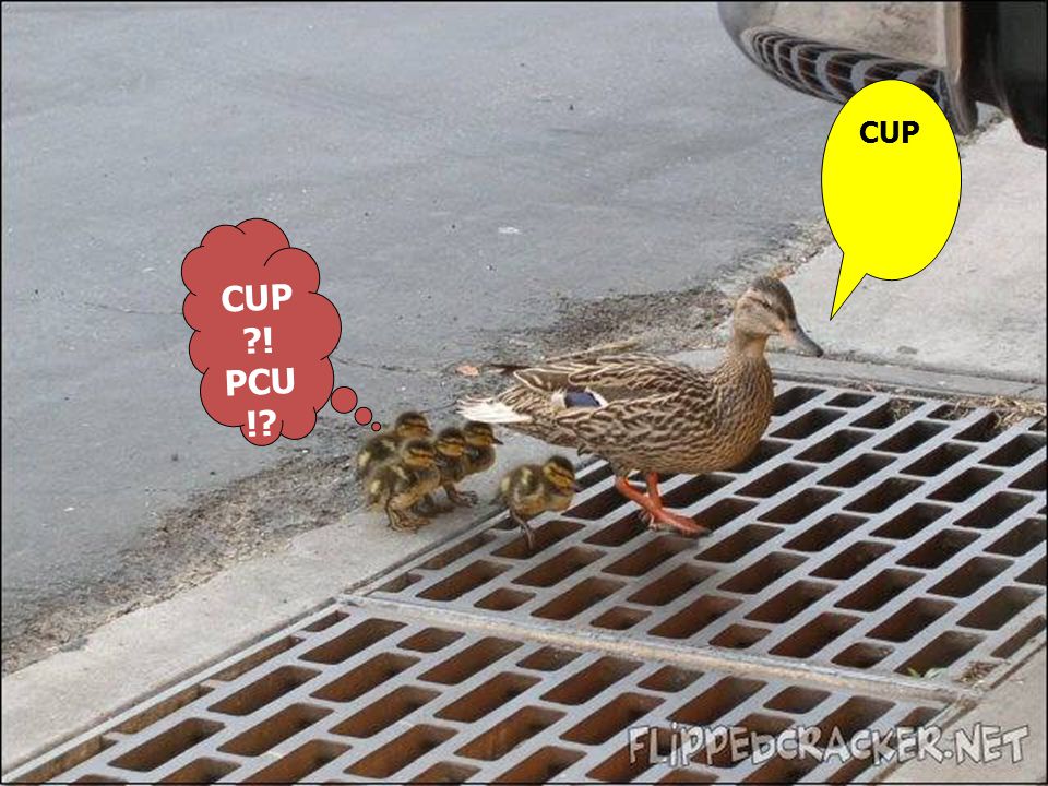 CUP CUP ! PCU !
