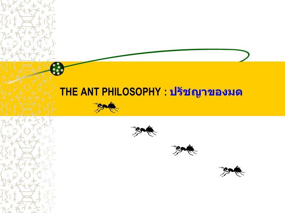 THE ANT PHILOSOPHY : ปรัชญาของมด