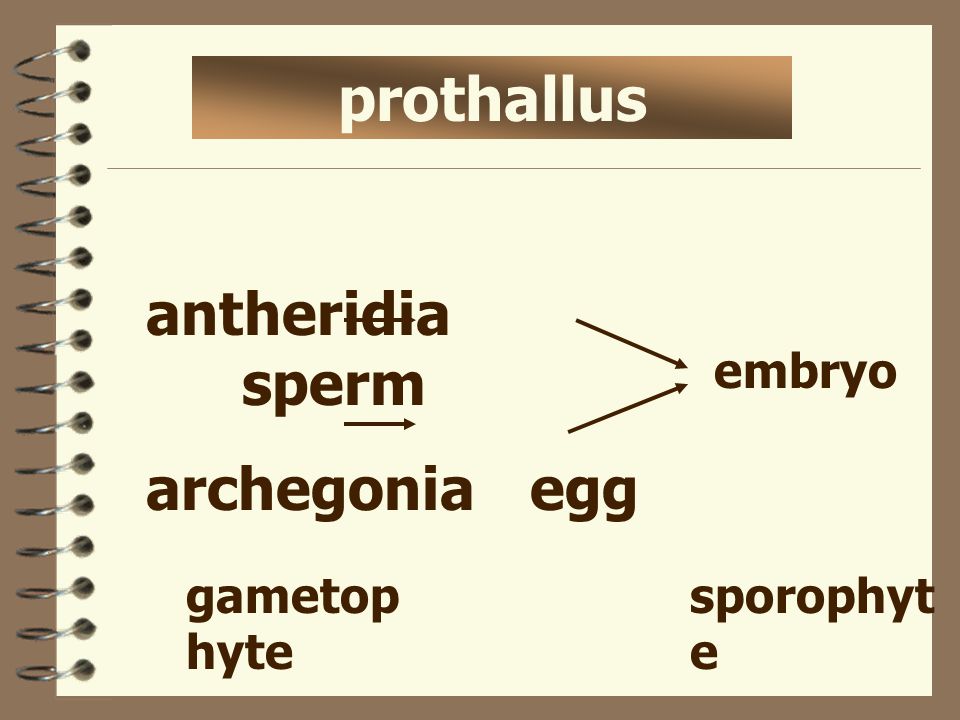 prothallus antheridia sperm archegonia egg embryo gametophyte