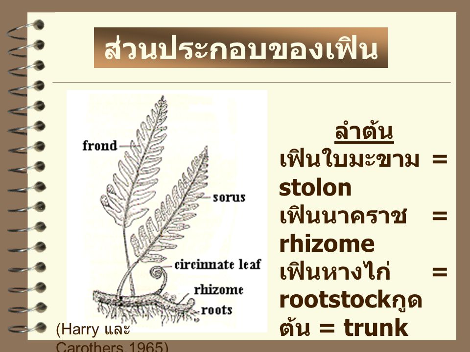 ส่วนประกอบของเฟิน ลำต้น เฟินใบมะขาม = stolon เฟินนาคราช = rhizome