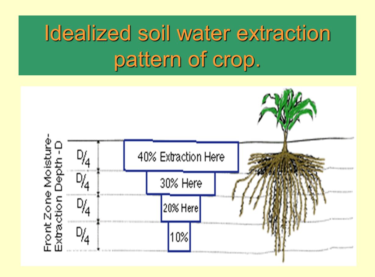 Idealized soil water extraction pattern of crop.