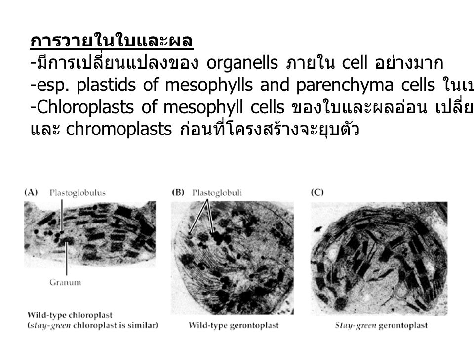 การวายในใบและผล มีการเปลี่ยนแปลงของ organells ภายใน cell อย่างมาก. esp. plastids of mesophylls and parenchyma cells ในเปลือก (pericarp)