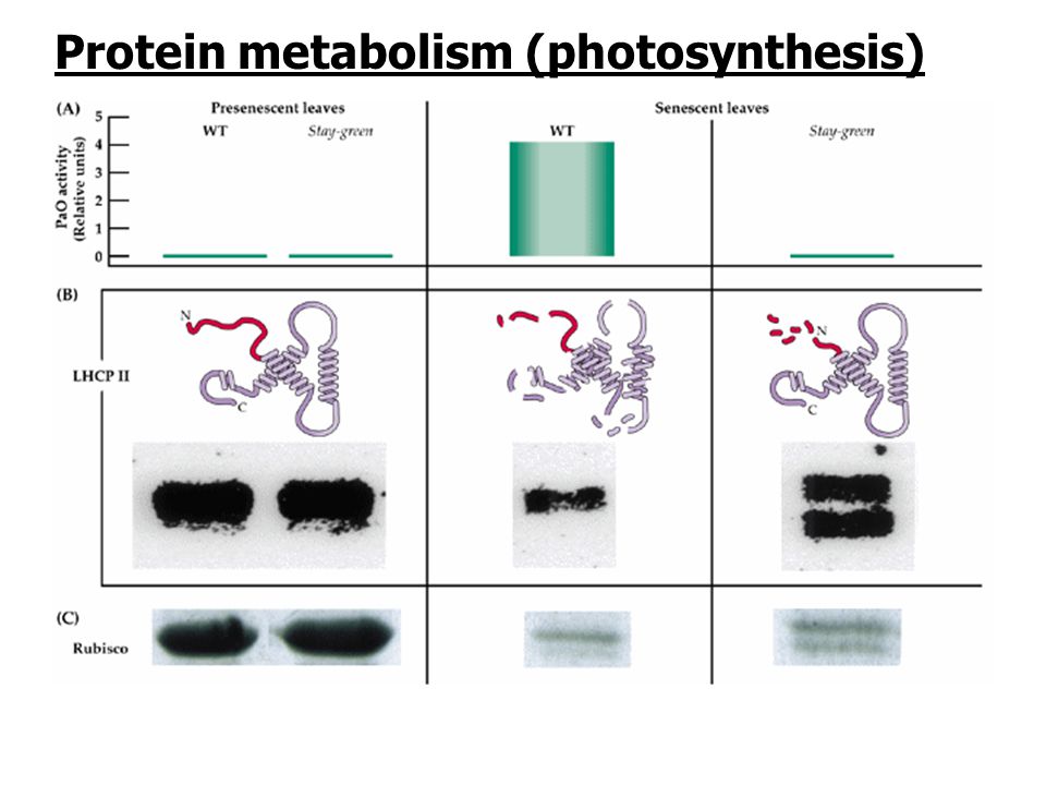 Protein metabolism (photosynthesis)