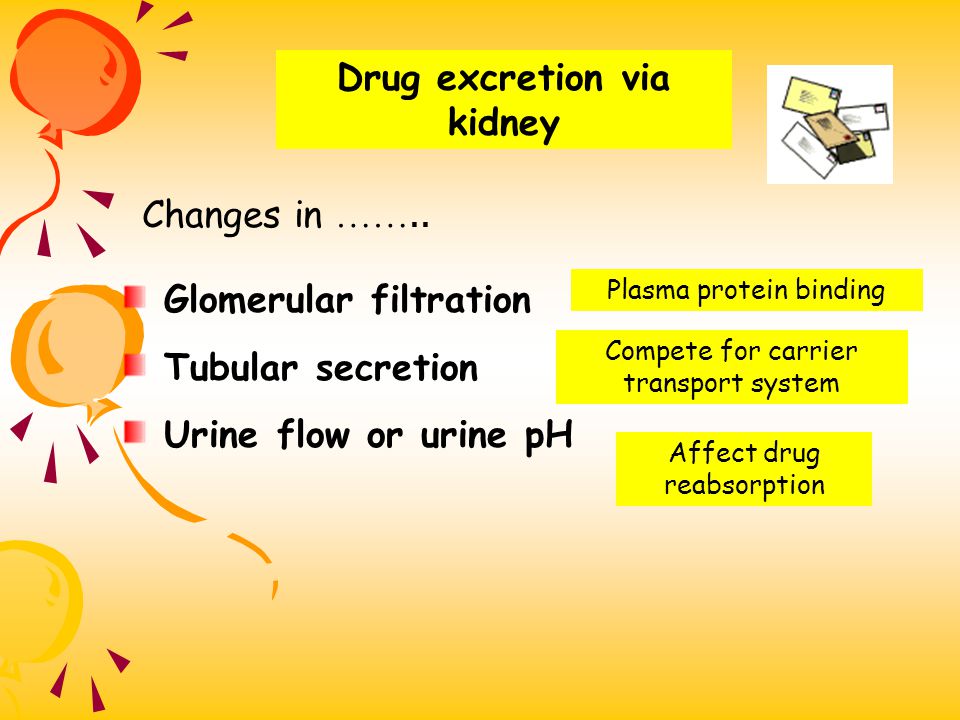 Drug excretion via kidney