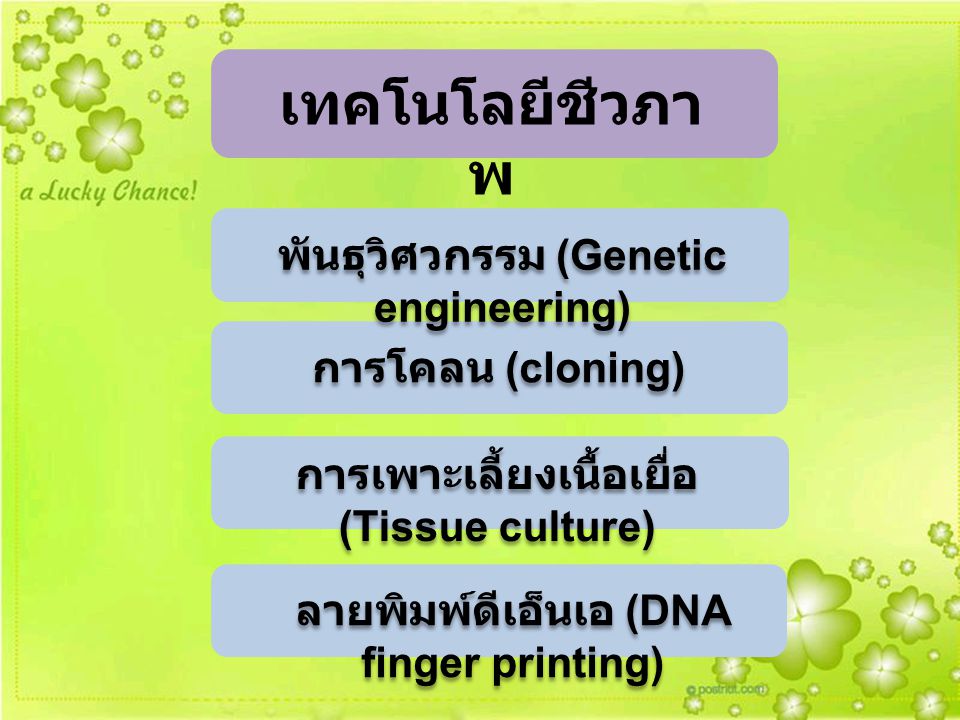 เทคโนโลยีชีวภาพ พันธุวิศวกรรม (Genetic engineering) การโคลน (cloning)
