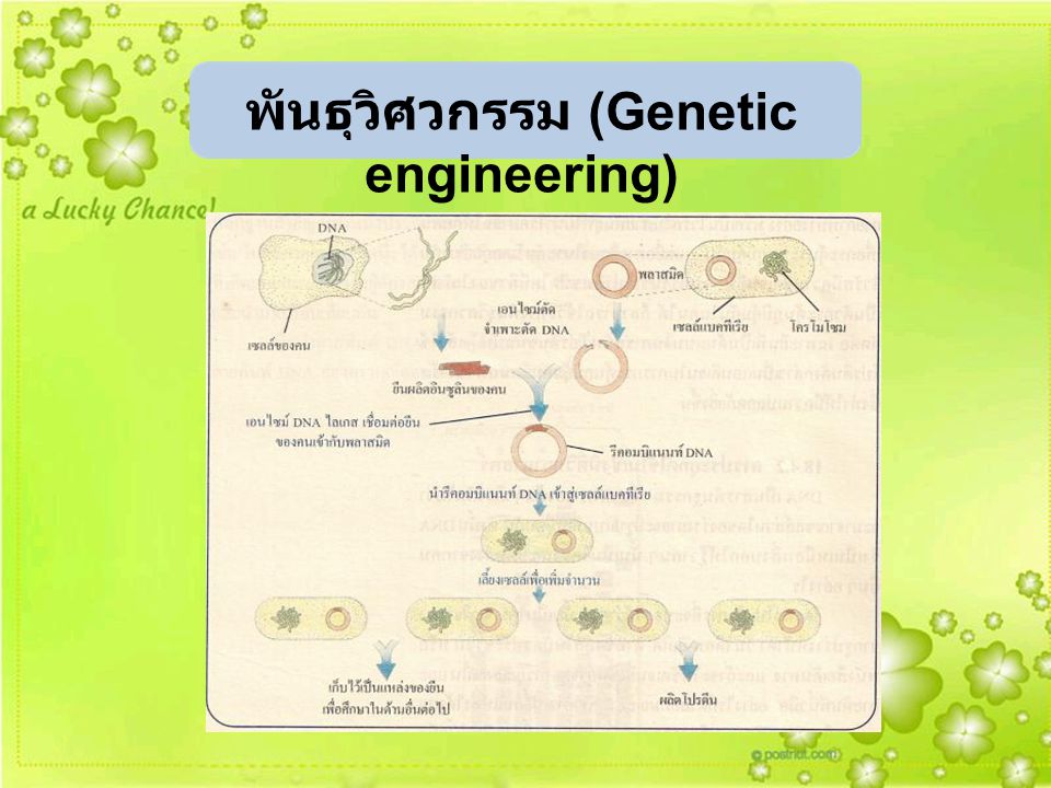 พันธุวิศวกรรม (Genetic engineering)