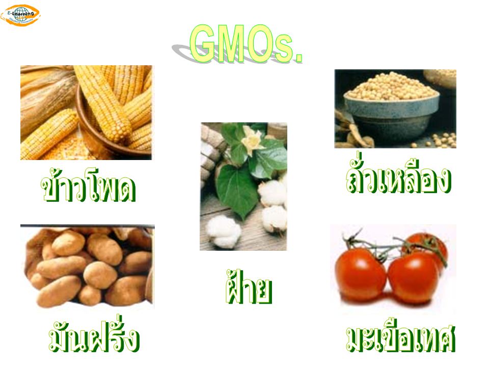 GMOs. ถั่วเหลือง ข้าวโพด ฝ้าย มันฝรั่ง มะเขือเทศ