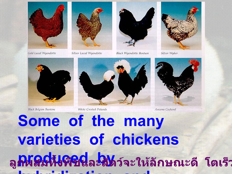 Some of the many varieties of chickens produced by hybridization and selection.
