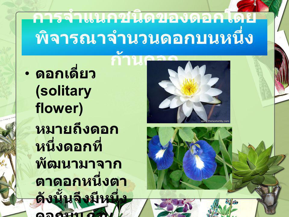 การจำแนกชนิดของดอกโดยพิจารณาจำนวนดอกบนหนึ่งก้านดอก