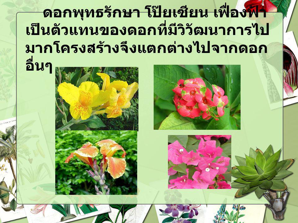 ดอกพุทธรักษา โป๊ยเซียน เฟื่องฟ้า เป็นตัวแทนของดอกที่มีวิวัฒนาการไปมากโครงสร้างจึงแตกต่างไปจากดอกอื่นๆ