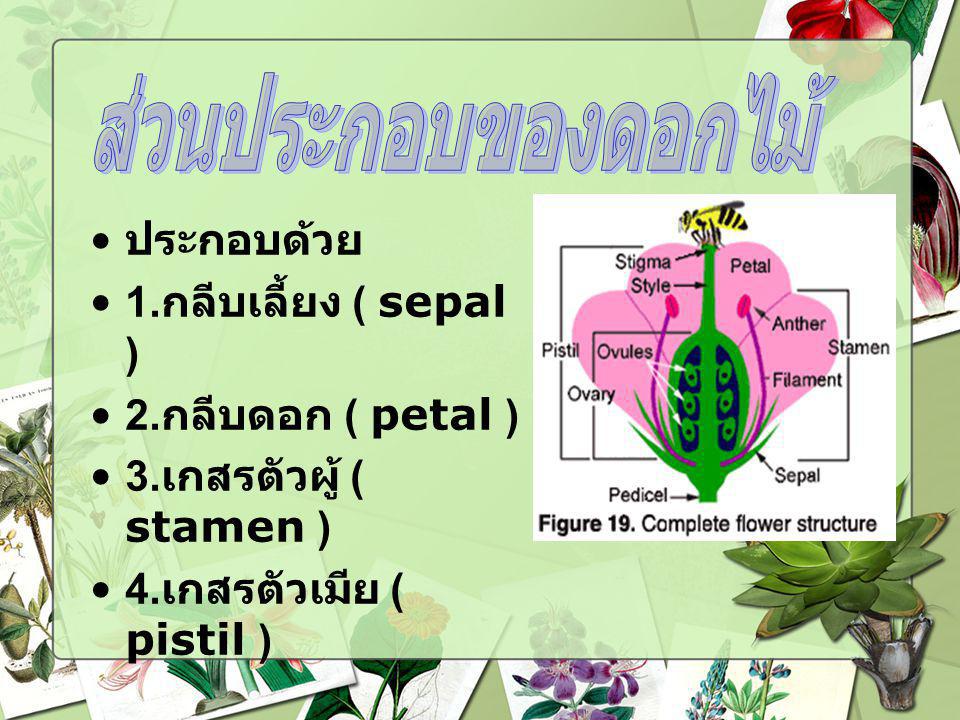 ส่วนประกอบของดอกไม้ ประกอบด้วย 1.กลีบเลี้ยง ( sepal )