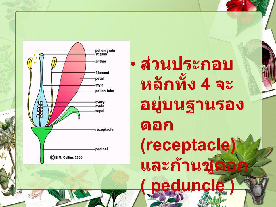 ส่วนประกอบหลักทั้ง 4 จะอยู่บนฐานรองดอก(receptacle) และก้านชูดอก ( peduncle )