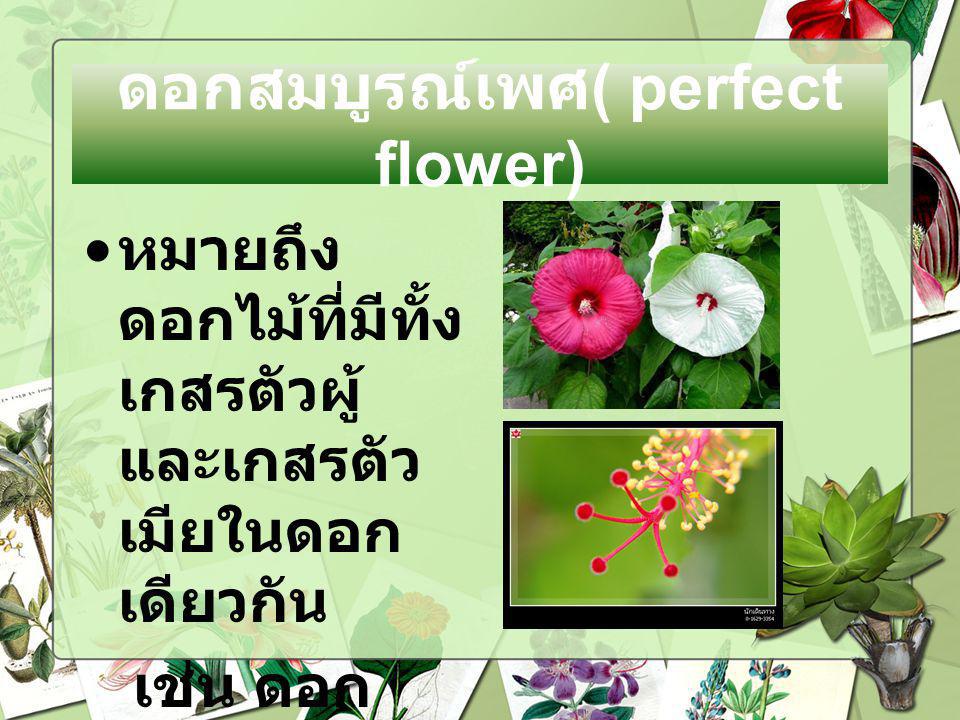 ดอกสมบูรณ์เพศ( perfect flower)