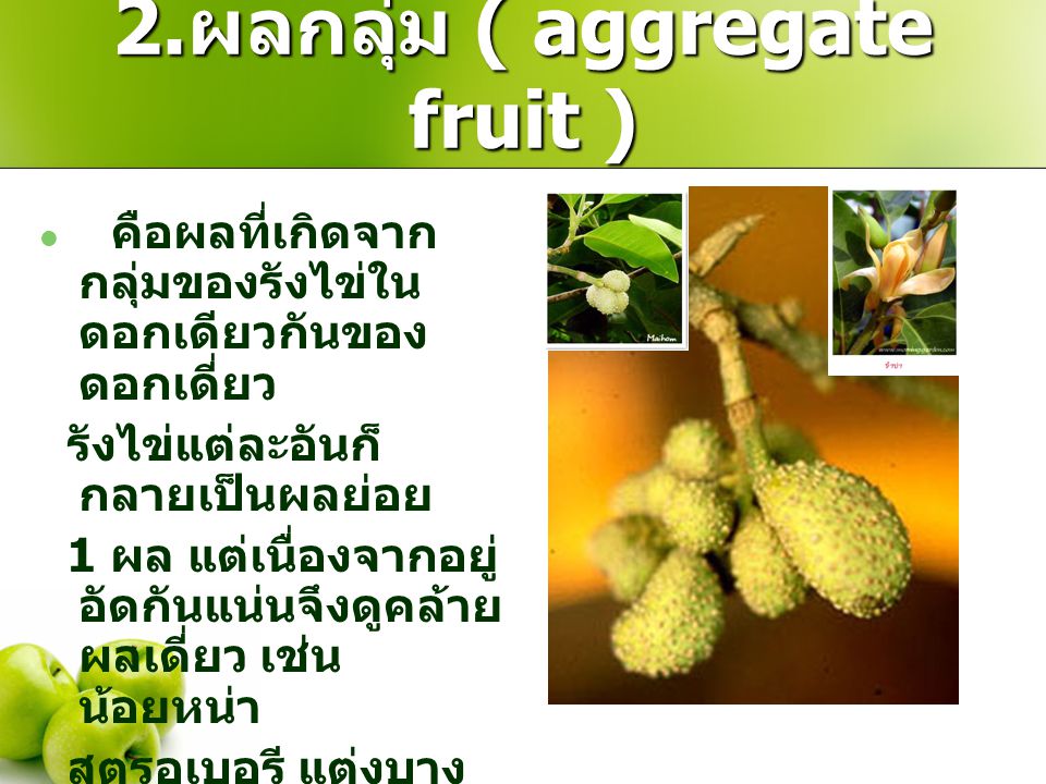 2.ผลกลุ่ม ( aggregate fruit )