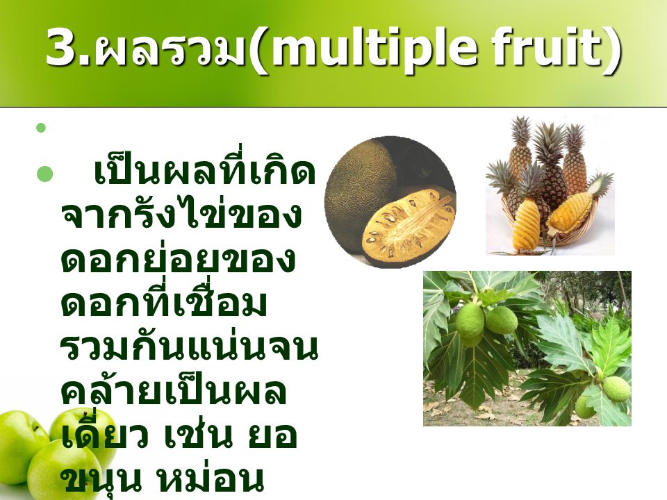 3.ผลรวม(multiple fruit)