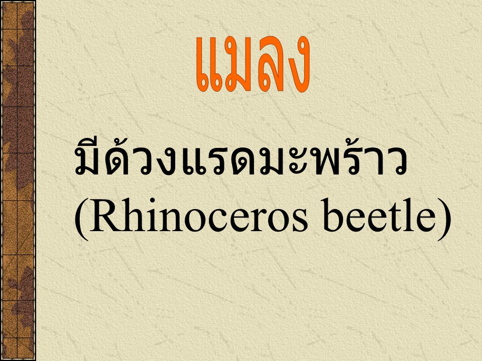 มีด้วงแรดมะพร้าว (Rhinoceros beetle)