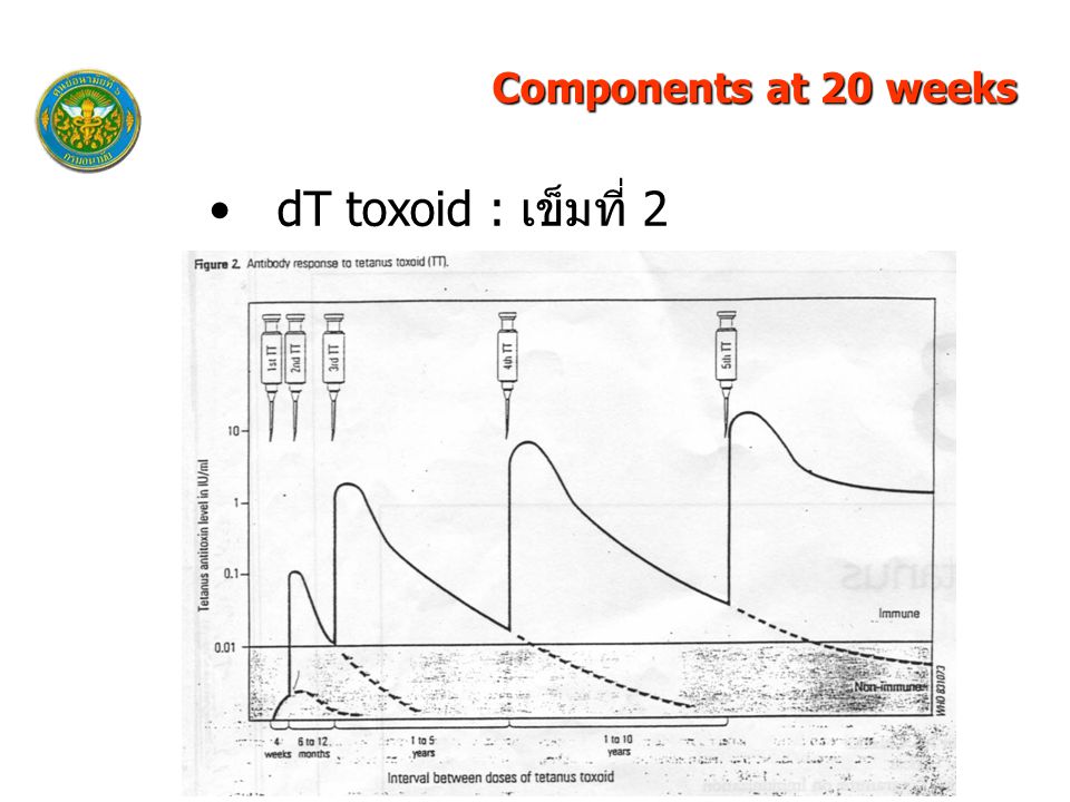 Components at 20 weeks dT toxoid : เข็มที่ 2 33