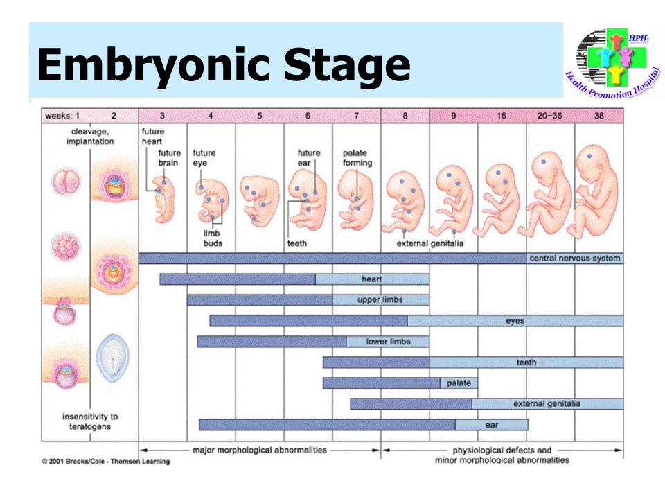 Embryonic Stage