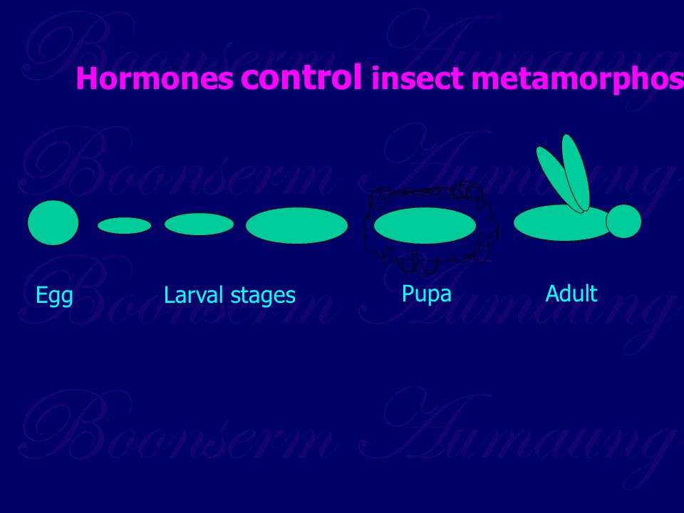 Hormones control insect metamorphosis