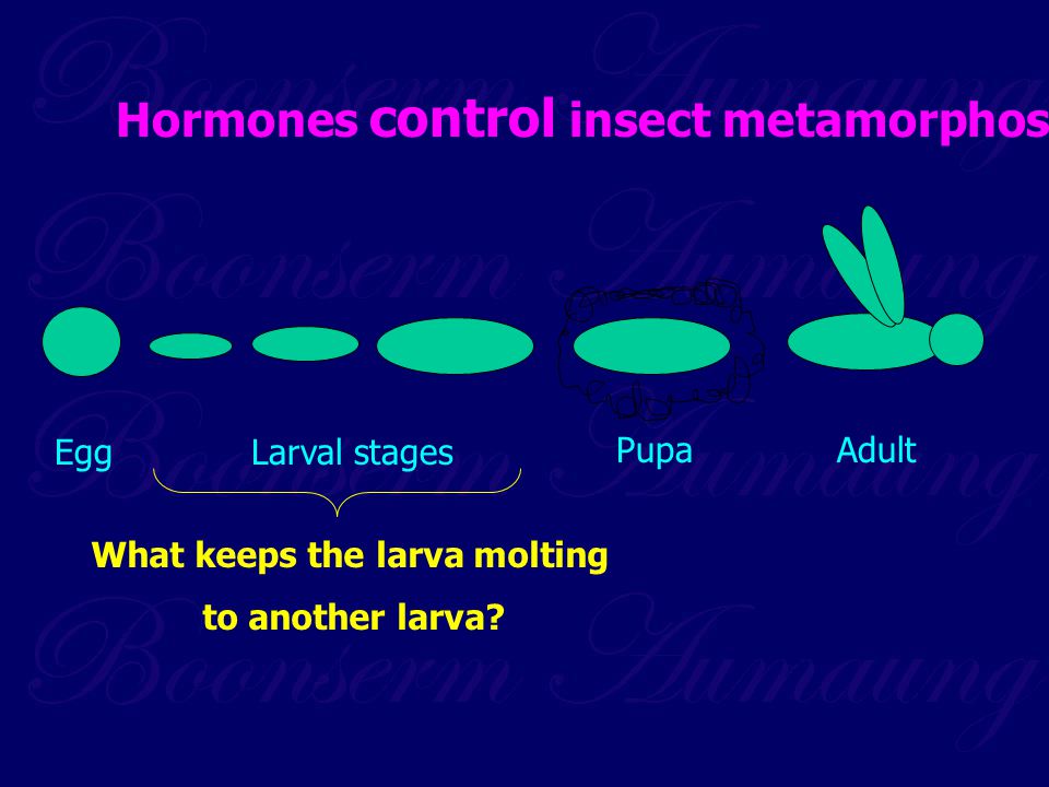 What keeps the larva molting