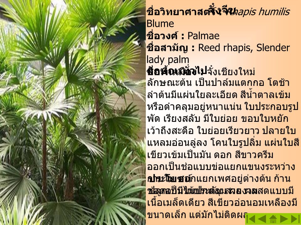 จั๋งจีน ชื่อวิทยาศาสตร์ : Rhapis humilis Blume ชื่อวงศ์ : Palmae